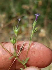 Allophyllum divaricatum