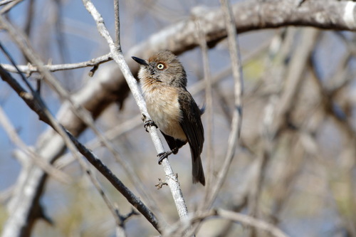 Archbold's Newtonia (Newtonia archboldi)