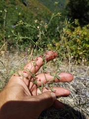 Allophyllum divaricatum