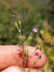 Allophyllum divaricatum