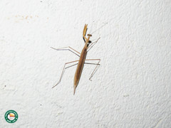 Eumusonia