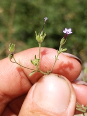 Allophyllum divaricatum