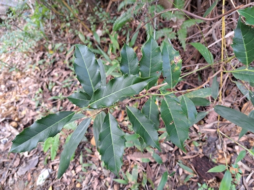 Image of Itea oldhamii by (c) vrxz, some rights reserved (CC BY-SA)