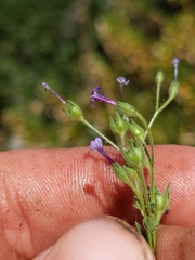 Allophyllum divaricatum