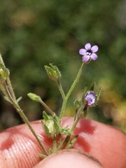 Allophyllum divaricatum