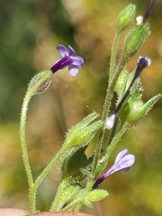 Allophyllum divaricatum