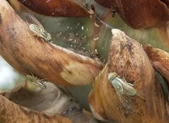 Terellia fuscicornis