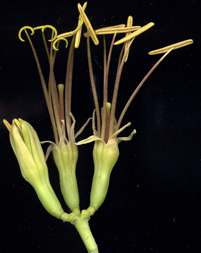 Agave sisalana