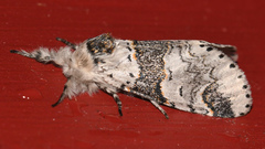 Furcula occidentalis