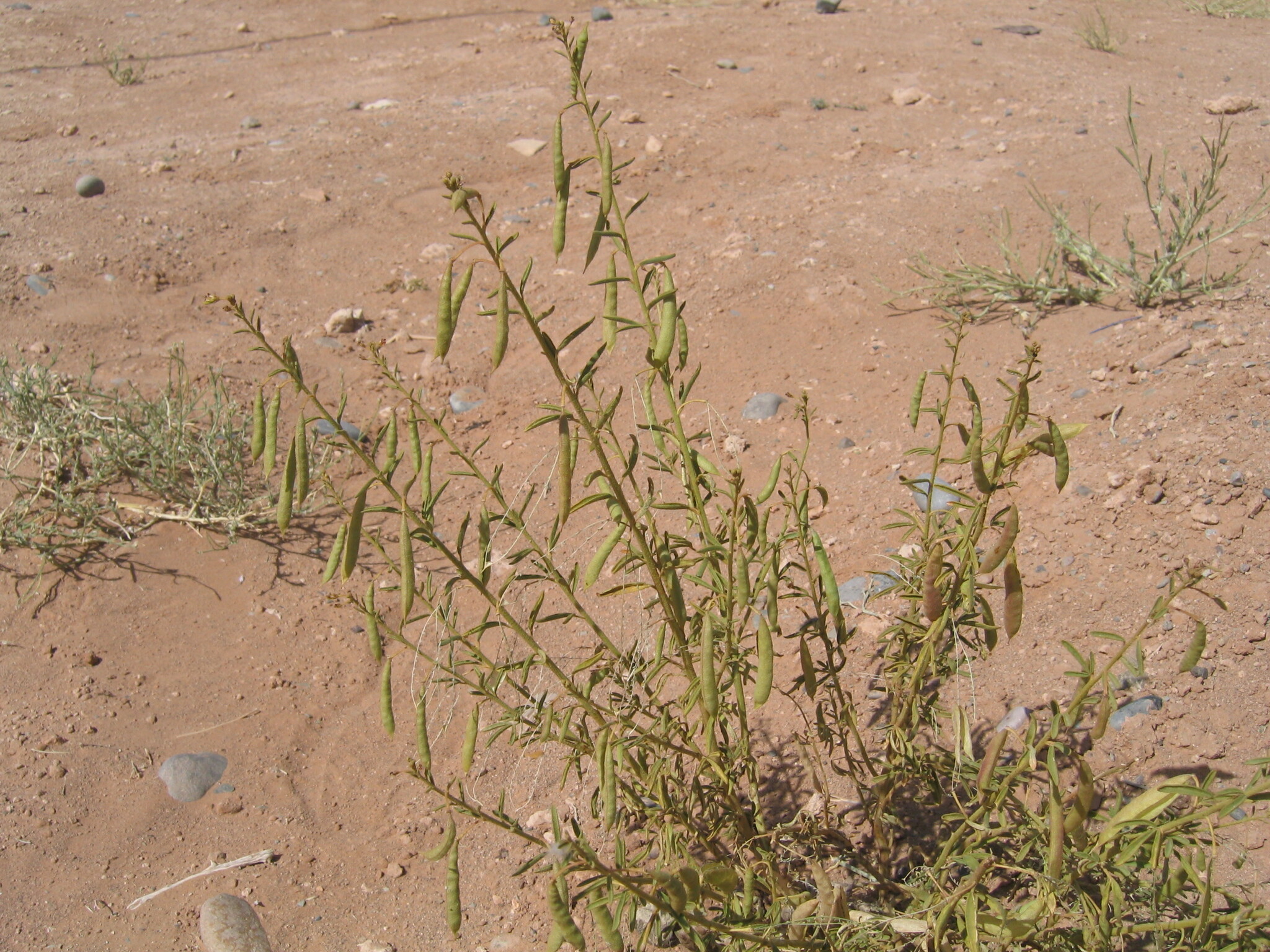 Cleome africana