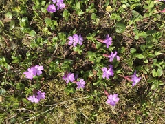 Primula integrifolia