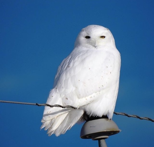 Snowy Owl