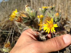 Heterotheca sessiliflora