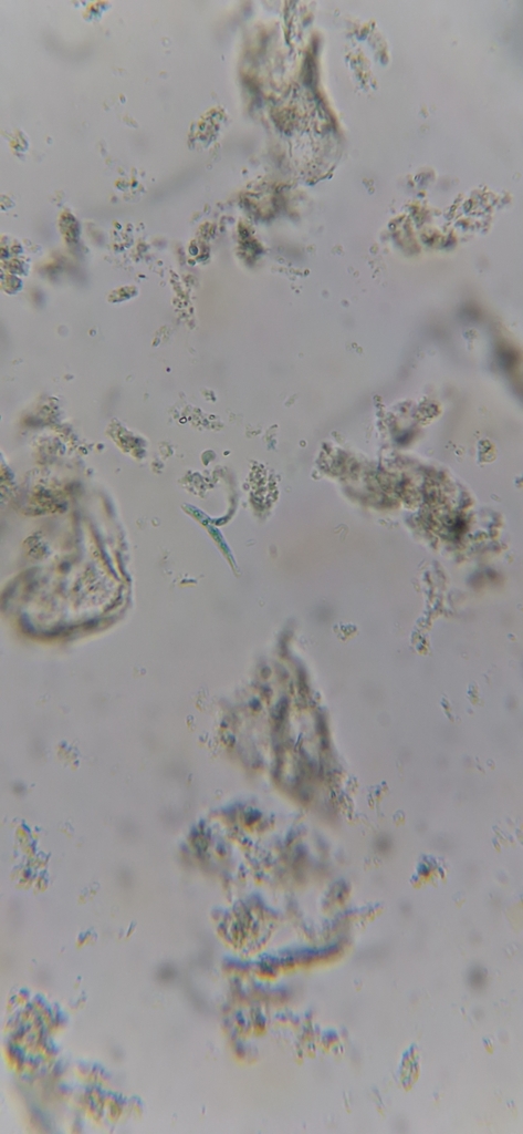 Volucrispora