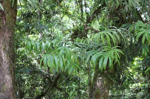 Podocarpus matudae