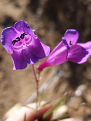 Penstemon heterophyllus