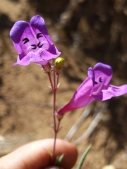 Penstemon heterophyllus