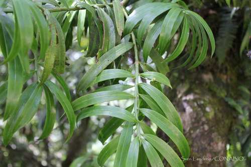 Podocarpus matudae