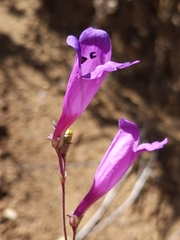Penstemon heterophyllus