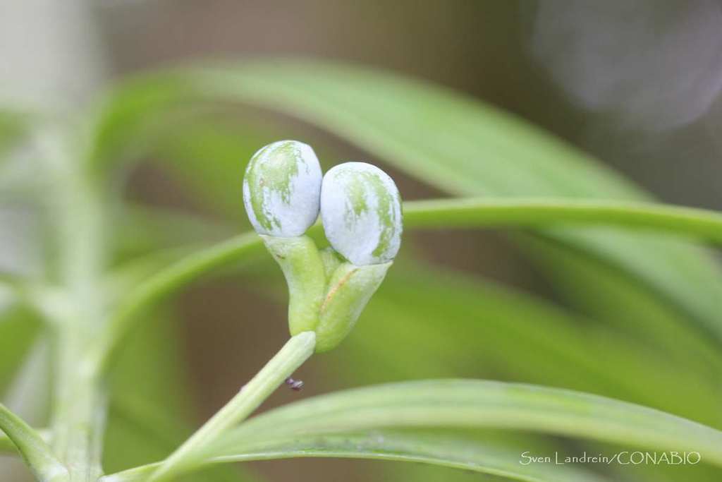 Podocarpus matudae  iNaturalist