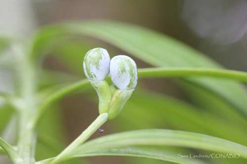 Podocarpus matudae
