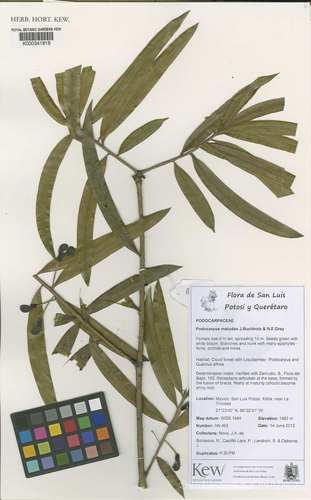 Podocarpus matudae
