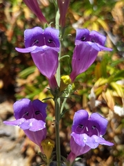Penstemon heterophyllus