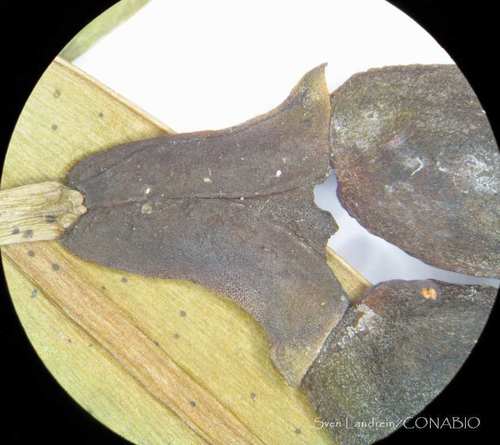 Podocarpus matudae