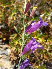 Penstemon heterophyllus