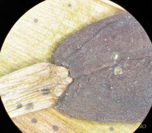Podocarpus matudae