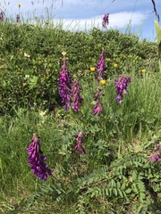 Hedysarum hedysaroides