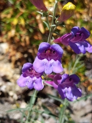 Penstemon heterophyllus