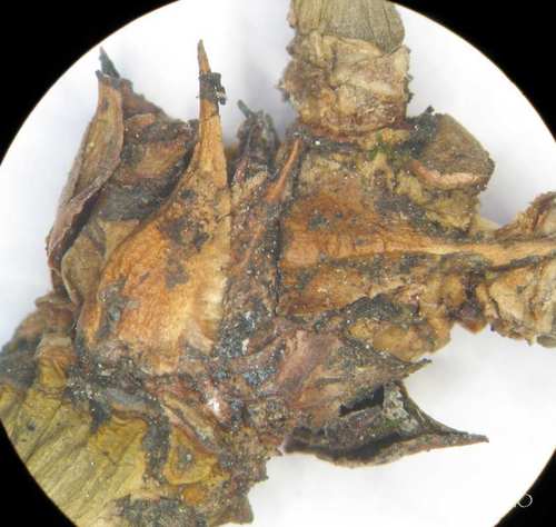 Podocarpus matudae