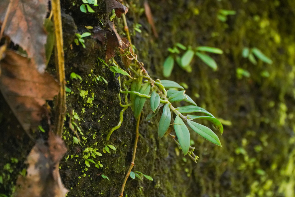 Thrixspermum japonicum
