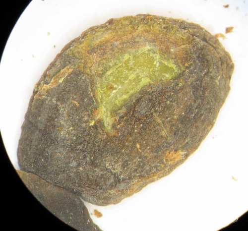 Podocarpus matudae