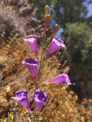 Penstemon heterophyllus