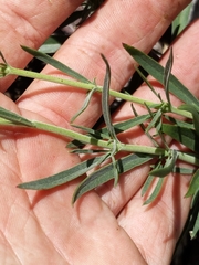 Penstemon heterophyllus