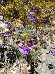 Penstemon heterophyllus