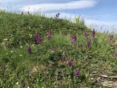 Hedysarum hedysaroides