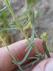 Penstemon heterophyllus