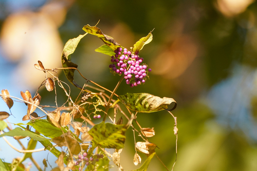 Image of Callicarpa japonica by (c) WATANABE Hitoshi 渡辺仁, some rights reserved (CC BY)
