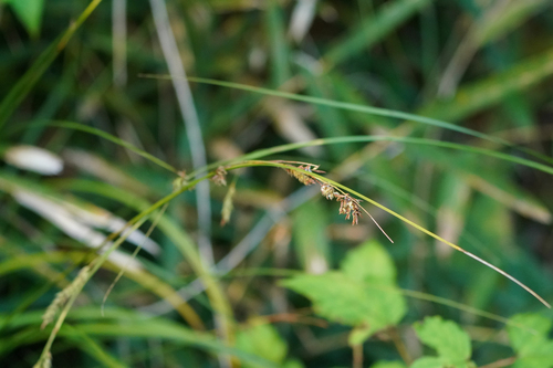 Carex lenta iNat (3)