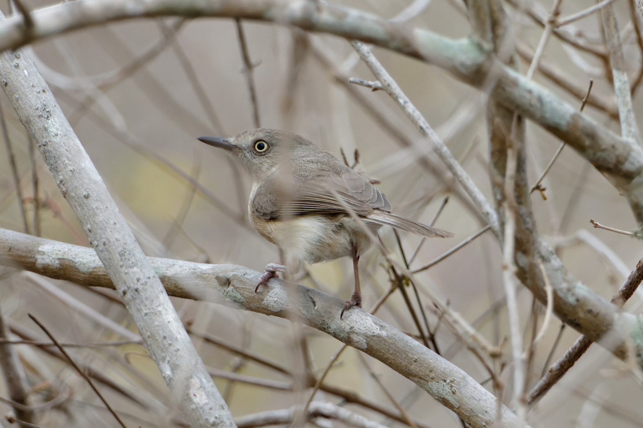 Common Newtonia (Newtonia brunneicauda), photo 5
