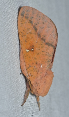 Honey Locust Moth photo 3
