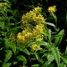 Senecio ovatus alpestris - Photo (c) Bruno Durand, algunos derechos reservados (CC BY-NC), subido por Bruno Durand