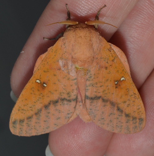 Honey Locust Moth photo 4