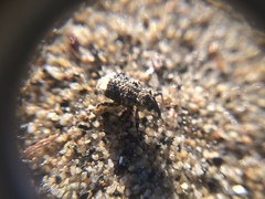 Cryptorhynchus lapathi