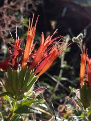 Monardella macrantha