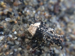 Cryptorhynchus lapathi