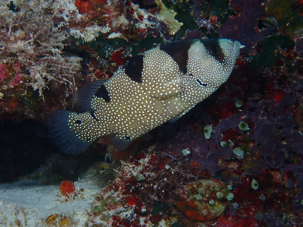 Bearded Soapfish